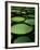 Water Lilies-Vaughan Fleming-Framed Photographic Print