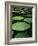 Water Lilies-Vaughan Fleming-Framed Photographic Print