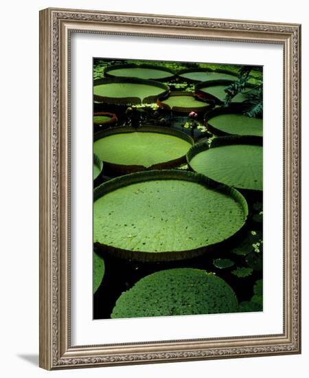 Water Lilies-Vaughan Fleming-Framed Photographic Print