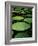 Water Lilies-Vaughan Fleming-Framed Photographic Print