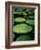 Water Lilies-Vaughan Fleming-Framed Photographic Print