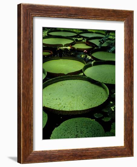 Water Lilies-Vaughan Fleming-Framed Photographic Print