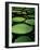 Water Lilies-Vaughan Fleming-Framed Photographic Print