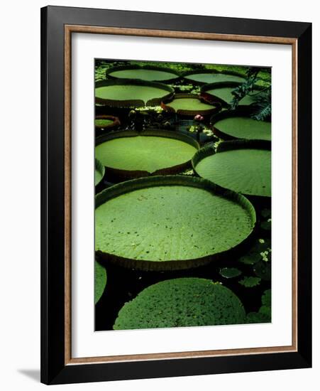 Water Lilies-Vaughan Fleming-Framed Photographic Print