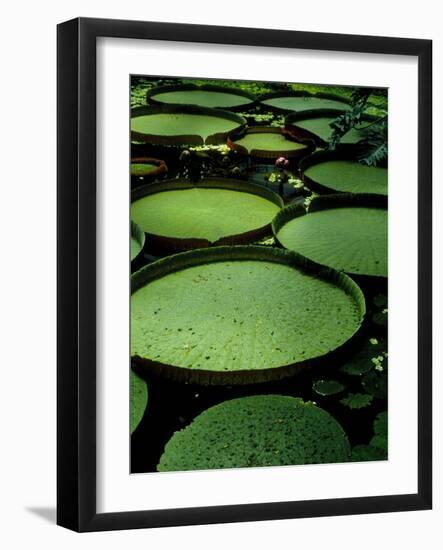 Water Lilies-Vaughan Fleming-Framed Photographic Print