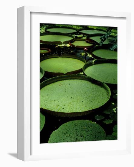 Water Lilies-Vaughan Fleming-Framed Photographic Print