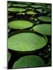 Water Lilies-Vaughan Fleming-Mounted Photographic Print