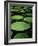 Water Lilies-Vaughan Fleming-Framed Photographic Print