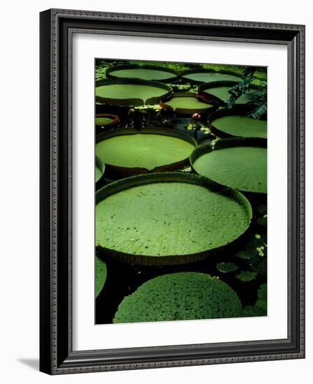 Water Lilies-Vaughan Fleming-Framed Photographic Print