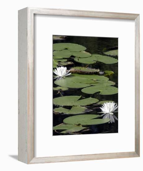 Water Lilies-null-Framed Photographic Print