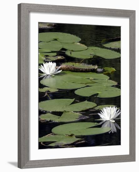 Water Lilies-null-Framed Photographic Print