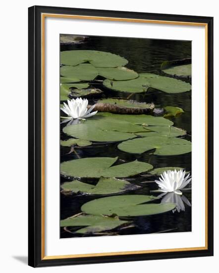 Water Lilies-null-Framed Photographic Print