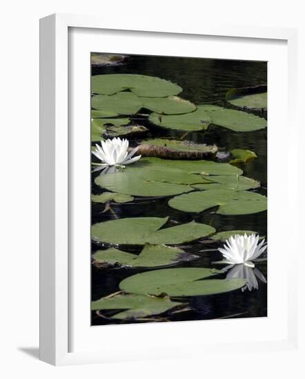 Water Lilies-null-Framed Photographic Print