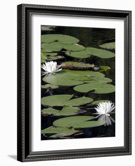 Water Lilies-null-Framed Photographic Print