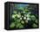 Water Lilies-kirilstanchev-Framed Stretched Canvas