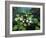 Water Lilies-kirilstanchev-Framed Art Print