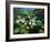 Water Lilies-kirilstanchev-Framed Art Print