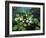 Water Lilies-kirilstanchev-Framed Art Print