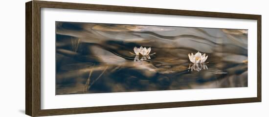 Water lilies-Heidi Westum-Framed Photographic Print