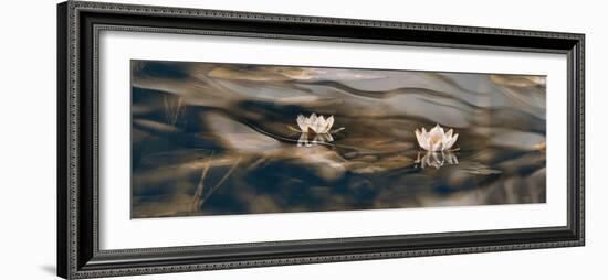 Water lilies-Heidi Westum-Framed Photographic Print