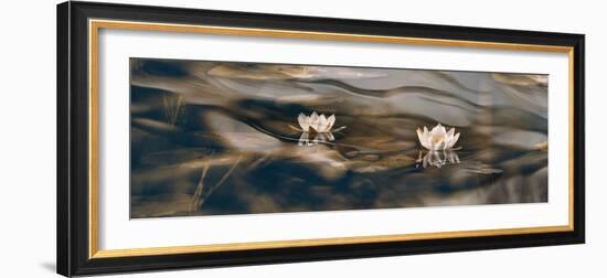 Water lilies-Heidi Westum-Framed Photographic Print