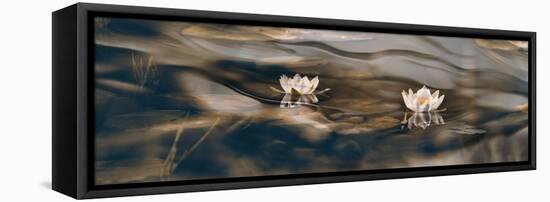 Water lilies-Heidi Westum-Framed Premier Image Canvas