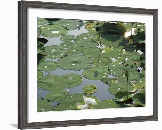 Water Liliy at Yuanmingyuan, Beijing, China-Kober Christian-Framed Photographic Print