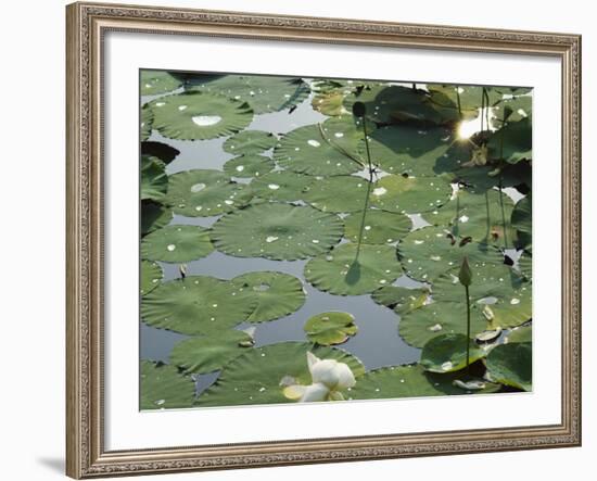 Water Liliy at Yuanmingyuan, Beijing, China-Kober Christian-Framed Photographic Print