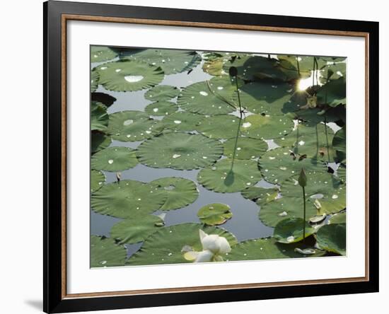 Water Liliy at Yuanmingyuan, Beijing, China-Kober Christian-Framed Photographic Print