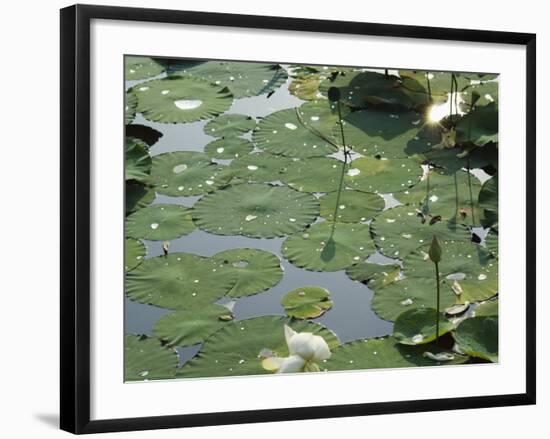 Water Liliy at Yuanmingyuan, Beijing, China-Kober Christian-Framed Photographic Print