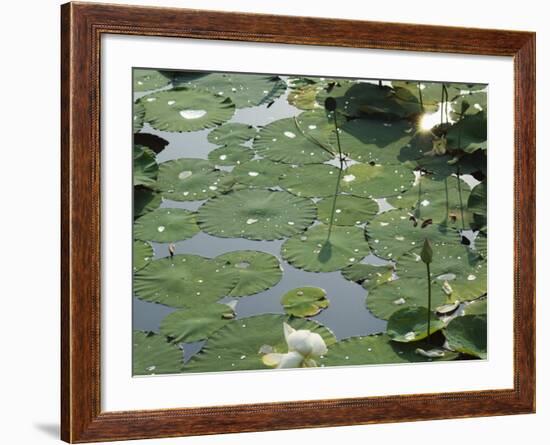 Water Liliy at Yuanmingyuan, Beijing, China-Kober Christian-Framed Photographic Print