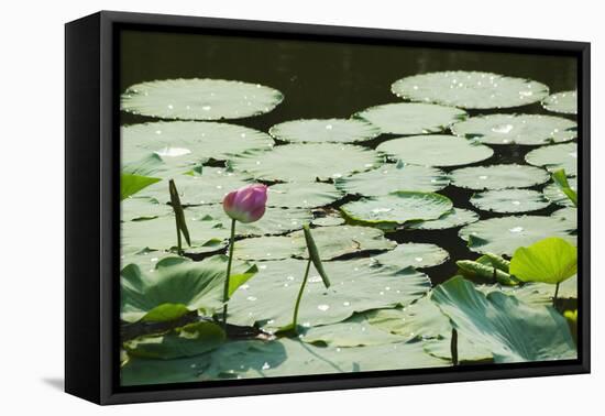 Water Liliy at Yuanmingyuan (Old Summer Palace), Beijing China, Asia-Christian Kober-Framed Premier Image Canvas