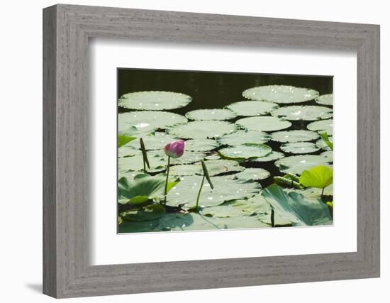 Water Liliy at Yuanmingyuan (Old Summer Palace), Beijing China, Asia-Christian Kober-Framed Photographic Print