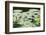 Water Liliy at Yuanmingyuan (Old Summer Palace), Beijing China, Asia-Christian Kober-Framed Photographic Print