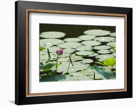 Water Liliy at Yuanmingyuan (Old Summer Palace), Beijing China, Asia-Christian Kober-Framed Photographic Print