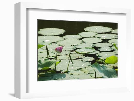 Water Liliy at Yuanmingyuan (Old Summer Palace), Beijing China, Asia-Christian Kober-Framed Photographic Print