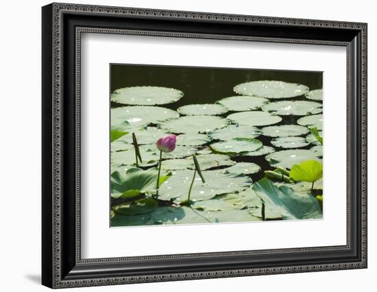 Water Liliy at Yuanmingyuan (Old Summer Palace), Beijing China, Asia-Christian Kober-Framed Photographic Print