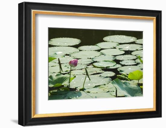 Water Liliy at Yuanmingyuan (Old Summer Palace), Beijing China, Asia-Christian Kober-Framed Photographic Print