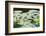 Water Liliy at Yuanmingyuan (Old Summer Palace), Beijing China, Asia-Christian Kober-Framed Photographic Print