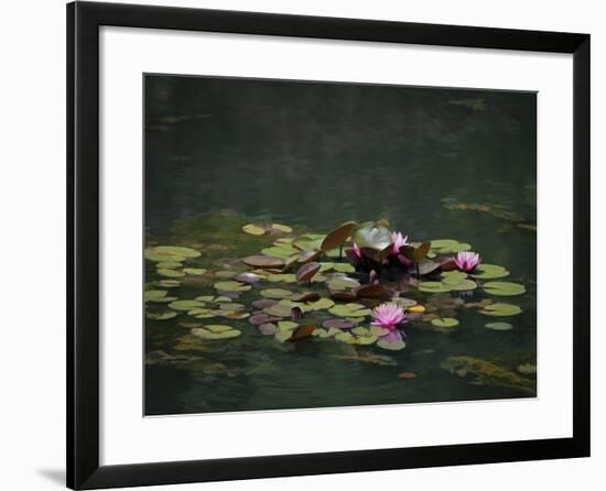 Water Lillies-J.D. Mcfarlan-Framed Photographic Print