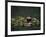 Water Lillies-J.D. Mcfarlan-Framed Photographic Print