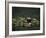 Water Lillies-J.D. Mcfarlan-Framed Photographic Print