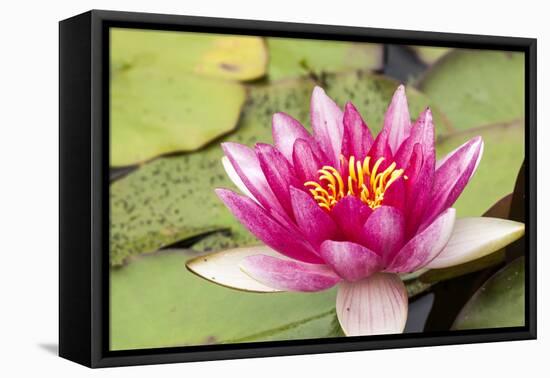 Water lilly bloom and lily pads in a pond.-Tom Haseltine-Framed Premier Image Canvas