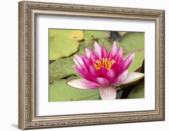 Water lilly bloom and lily pads in a pond.-Tom Haseltine-Framed Photographic Print