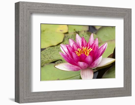 Water lilly bloom and lily pads in a pond.-Tom Haseltine-Framed Photographic Print