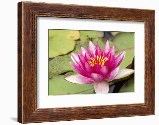 Water lilly bloom and lily pads in a pond.-Tom Haseltine-Framed Photographic Print