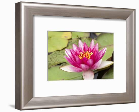 Water lilly bloom and lily pads in a pond.-Tom Haseltine-Framed Photographic Print