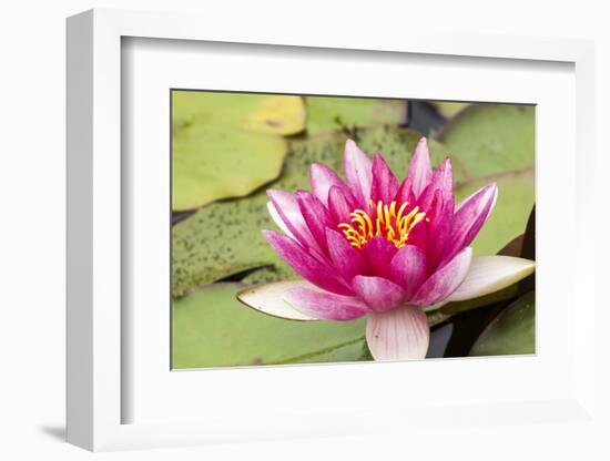 Water lilly bloom and lily pads in a pond.-Tom Haseltine-Framed Photographic Print