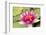 Water lilly bloom and lily pads in a pond.-Tom Haseltine-Framed Photographic Print