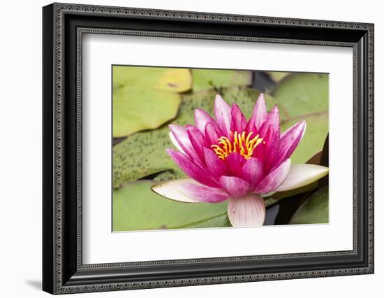 Water lilly bloom and lily pads in a pond.-Tom Haseltine-Framed Photographic Print